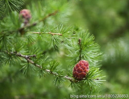 2018野生植物资源开发与利用专业怎么样_主要课程_就业方向与前景分析